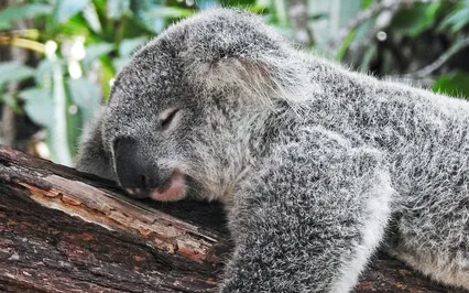 Breath Awareness Meditation