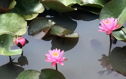 Breath Awareness Meditation