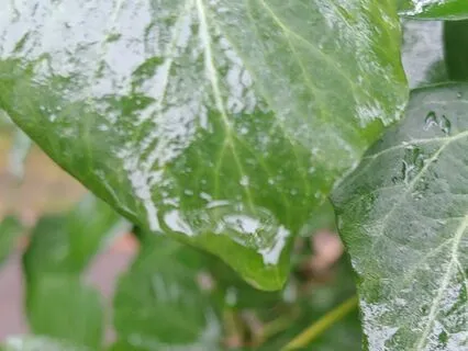 Breath Awareness Meditation