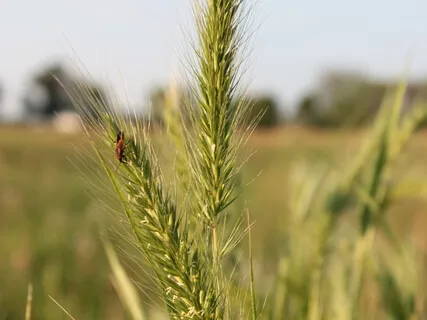 Breath Awareness Meditation