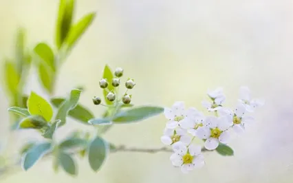 Breath Awareness Mindfulness Meditation