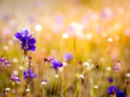 Breath Awareness Practice