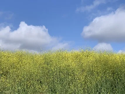 Breath, Body, Sound, Emotion, & Stillness  