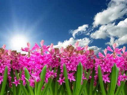 Breath, Body, Sounds, Thoughts, Emotions