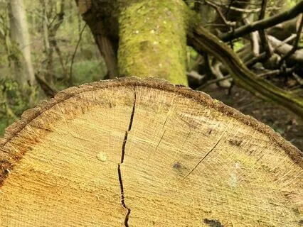 Breath, Body, Sounds, Thoughts, Feelings Meditation