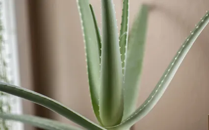 Breath Break : Box Breath 