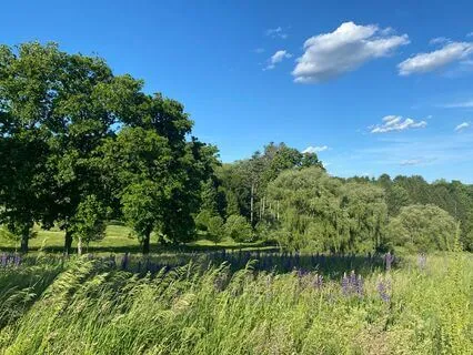 Breath-Focused Mindfulness Meditation