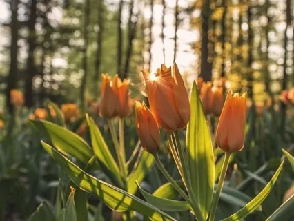 Follow The Breath For Focus & Ease