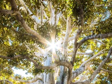 Breath, Heart, Soul: A Meditation for Grounding & Guidance