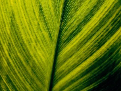 Breath in the Body Practice