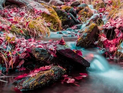 Breath Into Your Wild Self