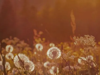 Breath-Led Presence Through The Five Senses