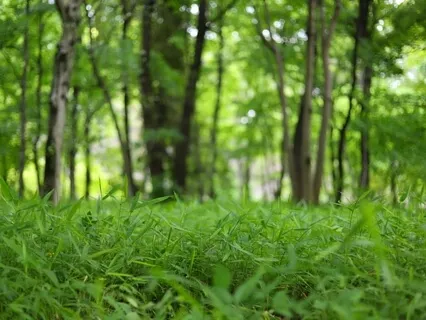 Breath Mantra Meditation - Wise Concentration