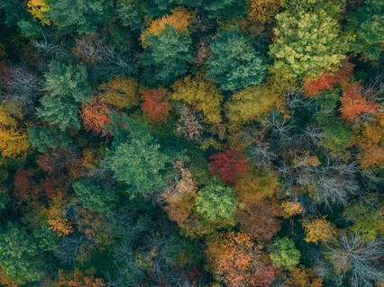 Awareness of Breath Meditation