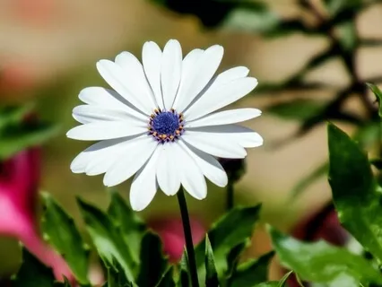 Cultivating Steadiness & Insight 