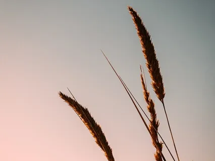 Breathing For Concentration (Shamantha)