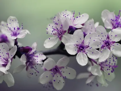 Breath Meditation to Cosmic Wellness