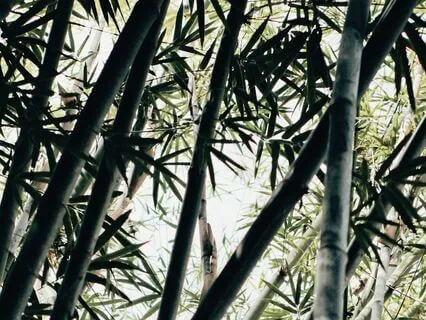 Breath of Bamboo Music