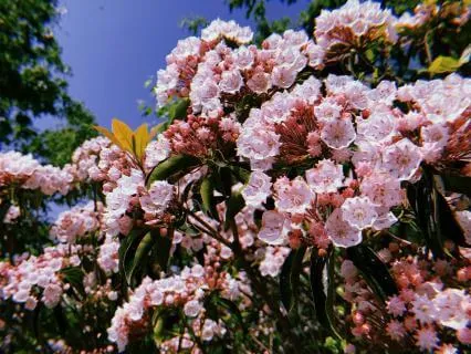 Breath Of Compassion Meditation