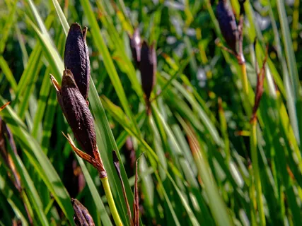 Breath Of Compassion (No Music)