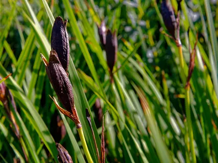 Breath Of Compassion (With Music)