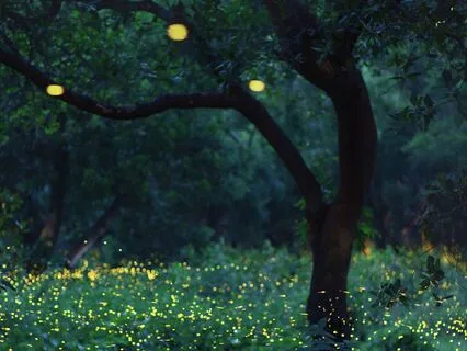 Breath Of Harmony (Pineal Activation Series)