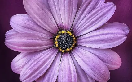 Breath Of Life Chant From Reveal Your Purpose Meditation