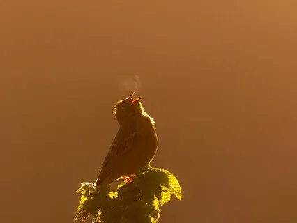 Breath Of Love: A Soothing Practice: Breathe In Love