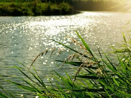 Breath Of Renewal - Breathwork Symphony