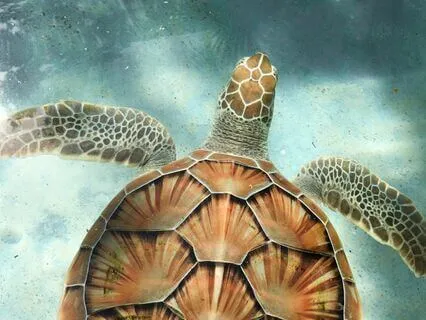 Breath Of The Calm And Wise Turtle