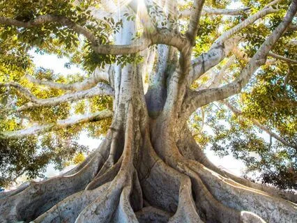 Breath Of The Forest