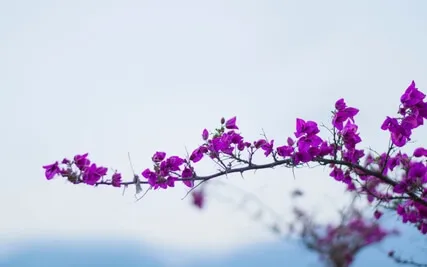 Breath Pause Meditation For Peace