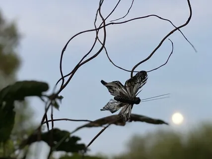 Breath + Grounding Meditation