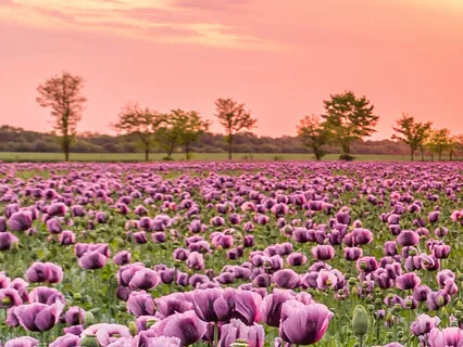 Breath Purifies The Mind-2 Prana And Mind