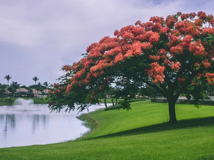 Breath Purifies The Mind To Mindfulness-2 Prana And Mind 