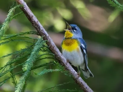 Breath Sanctuary (Dirgha Pranayama)