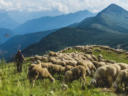 Breath: Shepherd And Witness