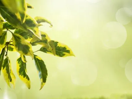 Breath Watching Meditation For Calm & Focus