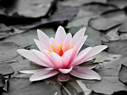 Breathe And Expand To The Feeling Of Oneness Now