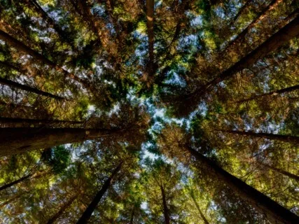 Breathe Calmly, Feel Calmly