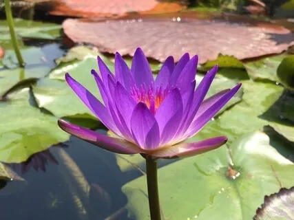 Breathe Deeply, Relax & Let Go Meditation