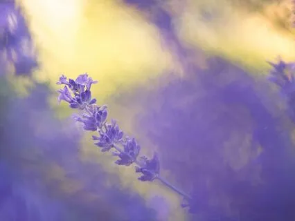 Breathe Easy: A 5-Minute Meditation To Relieve Anxiety