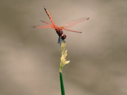 Breathe Gently, Breathe Softy, Breathe