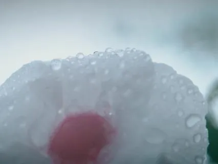 Breathe In | 36 Minute Release & Rebirth In The Rain
