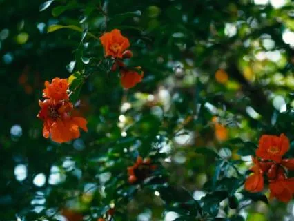 Breath In | Bloom | 8 Min ASMR  For Renewal & Release