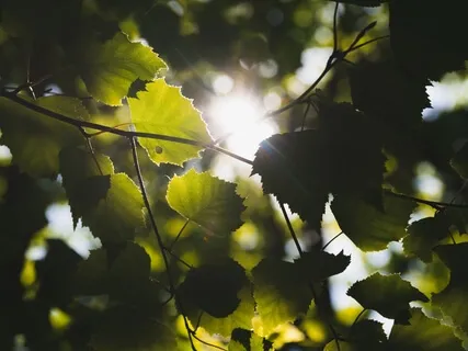 Breathe In Divine Light - Heal The Gut From Surgical Trauma