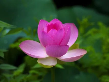 Breathe In Love (Poetry & Piano)