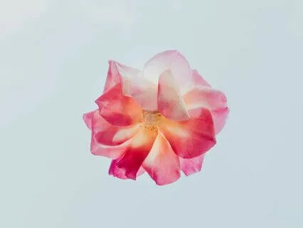 Breathe In & Out Love 8-Minute Morning Breathing Meditation