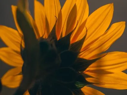 Breathe In | Summer Meditation