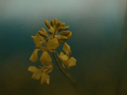 BREATHE IN | The Earth | 15 Minute Mediation